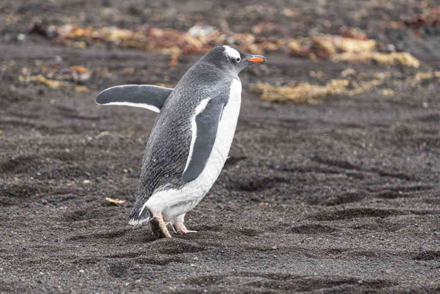 Pingüino Papua o Gentoo - isla Decepción - islas Shetland del Sur 01.jpg